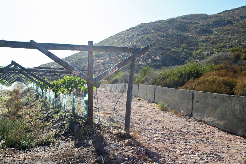 Fynbos-buffer