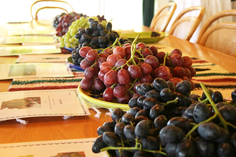 Grape-Tasting-close