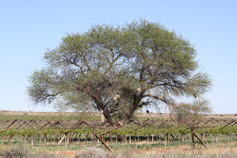 Thorn-tree-retained-amongst-vineyards