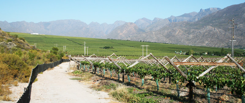 fynbos-and-vineyard-protective-buffer-fence